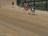 Golden Rabbit European Sandtrack-Derby Th. Ernst (108)